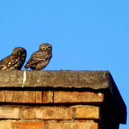 Guest house Aranylo Vendeghaz Alsotelekes