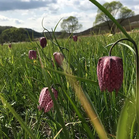 Aranylo Vendeghaz Guest house